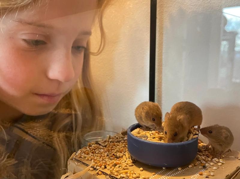 Eva with harvest mice