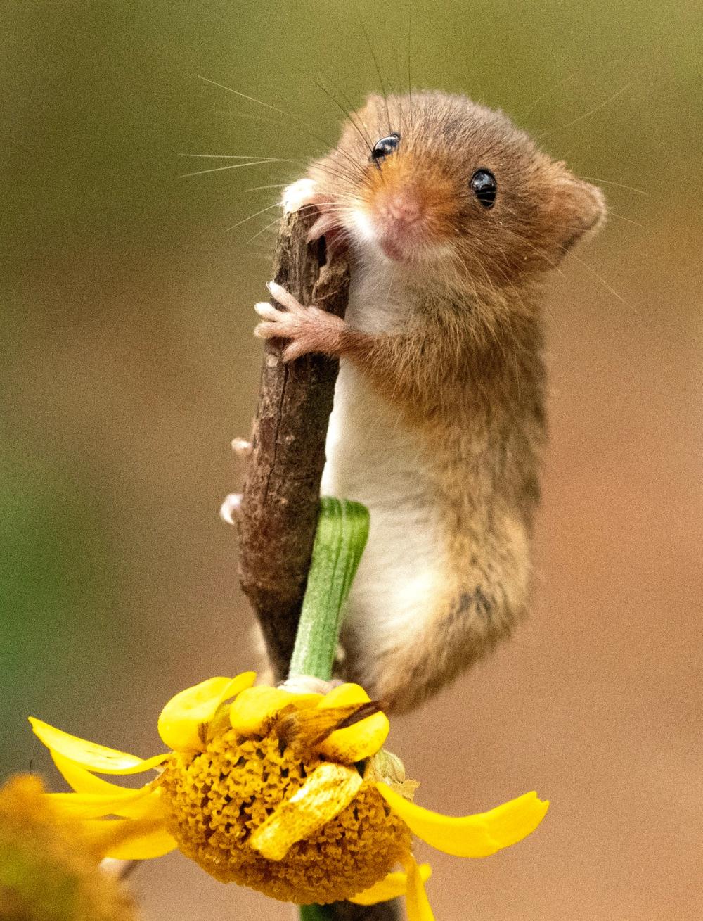 harvest mouse