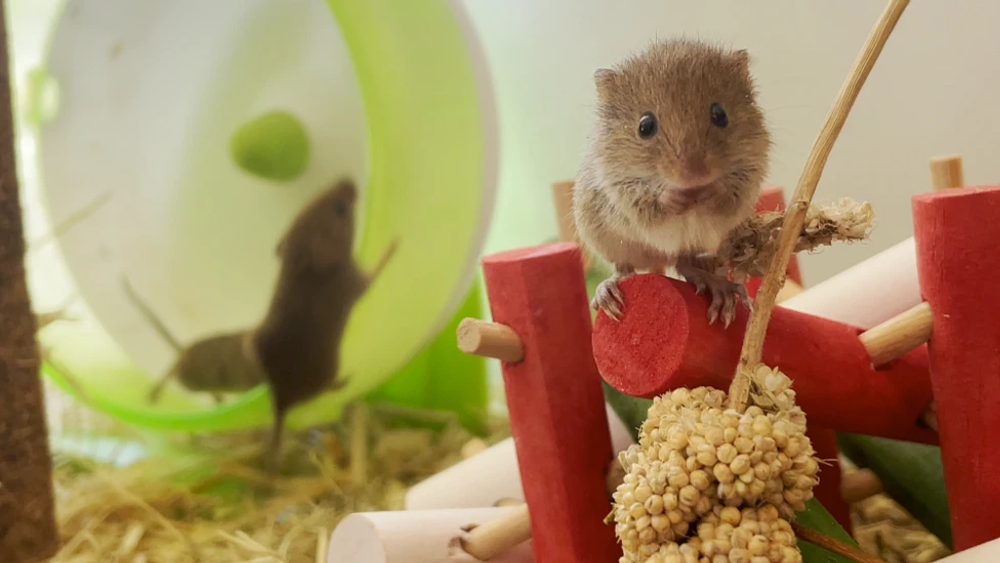 Mouse!