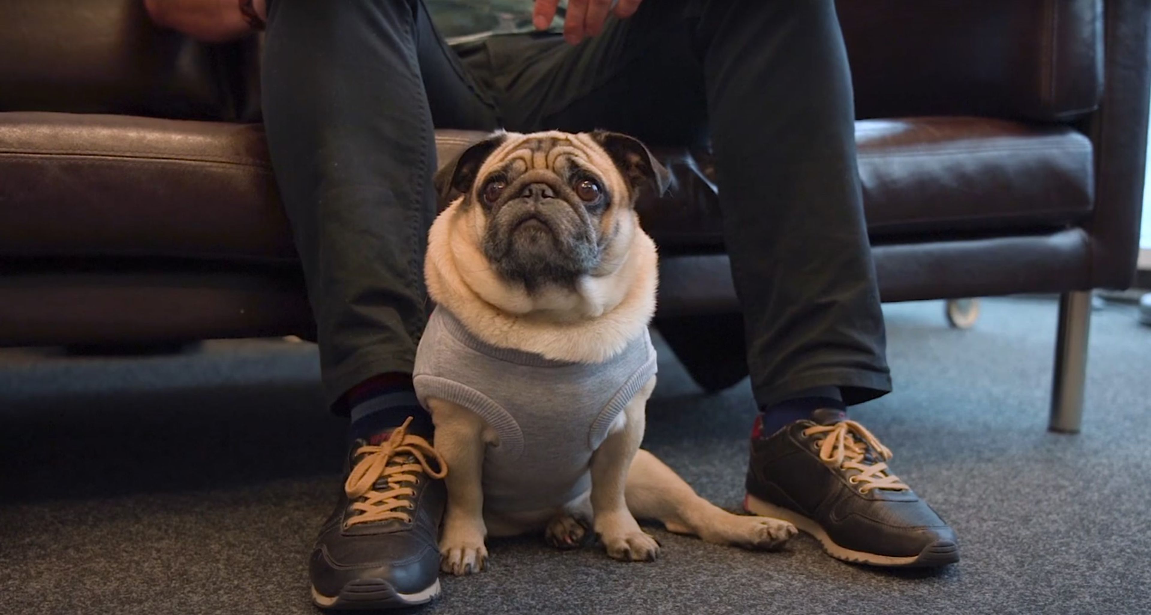 a pug dog is sitting next to a man on a couch .