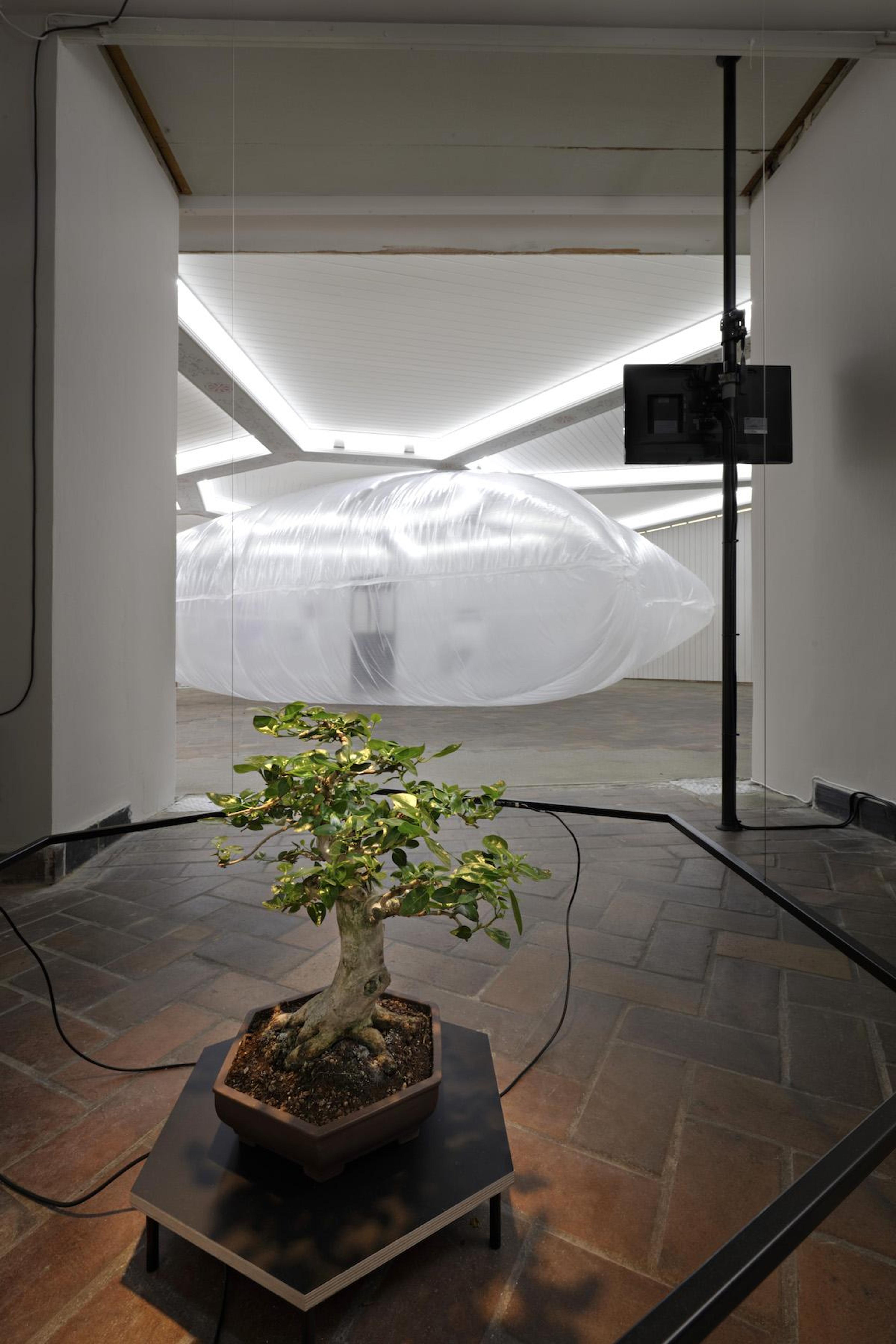 terra0 Premna Daemon (2018) Installation view, Proof of Work, Schinkel Pavillon, 2018 Photo: Hans-Georg Gaul
