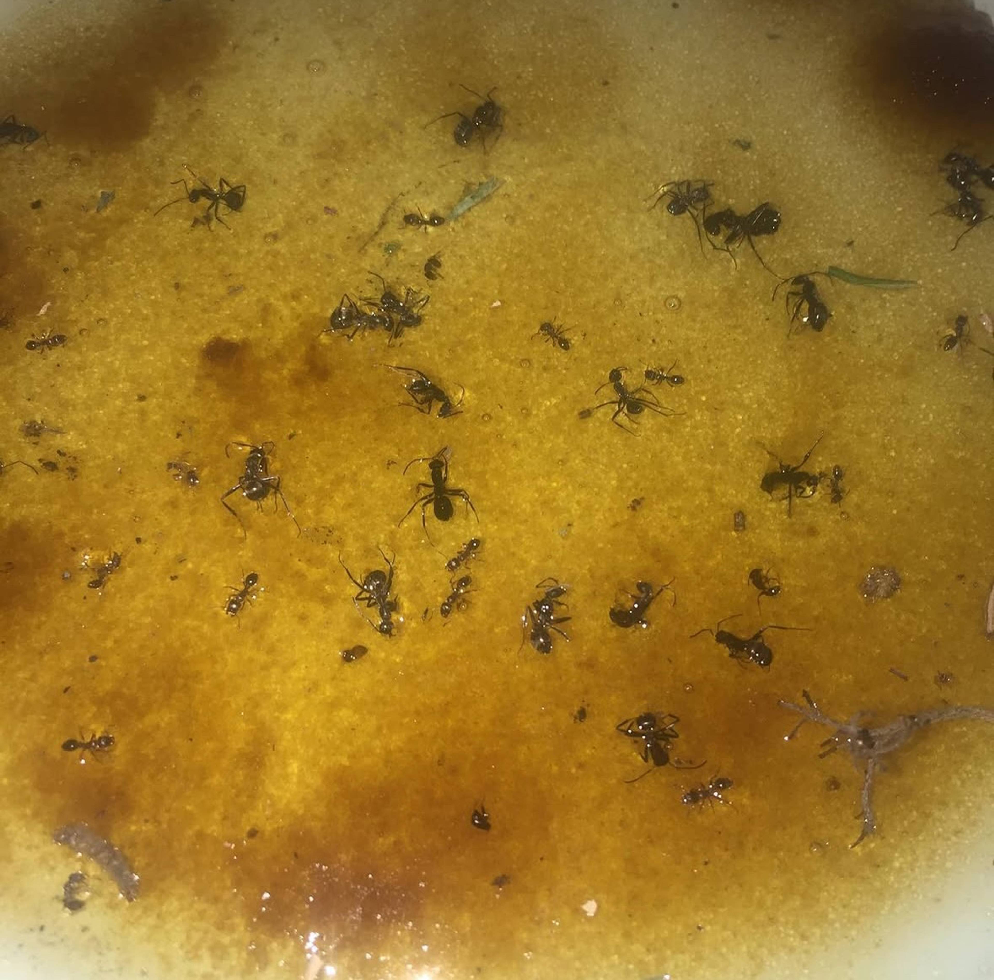 Parole Prep NYC fundraising dinner