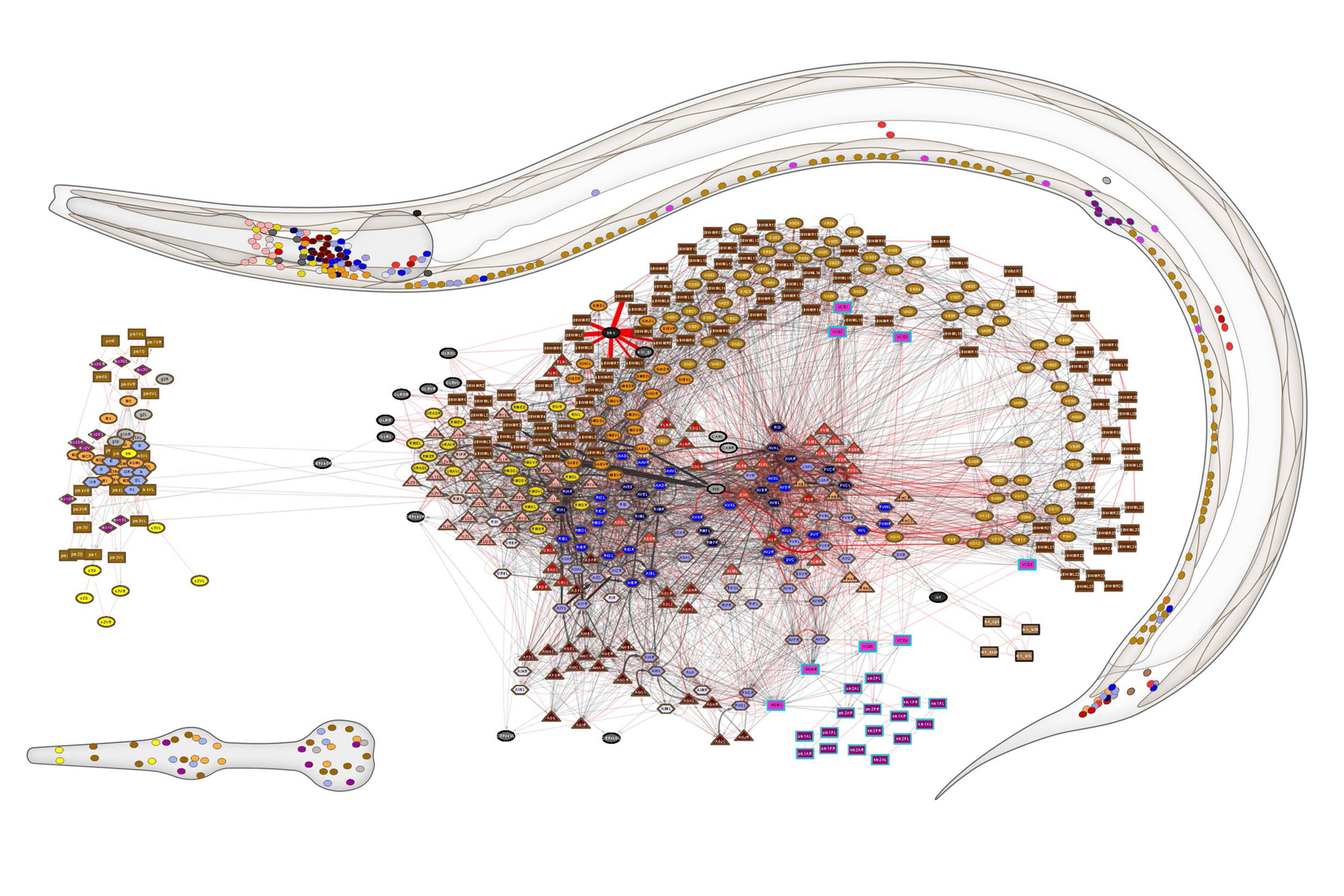 Major nerve tracts and ganglia of a hermaphrodite nematode