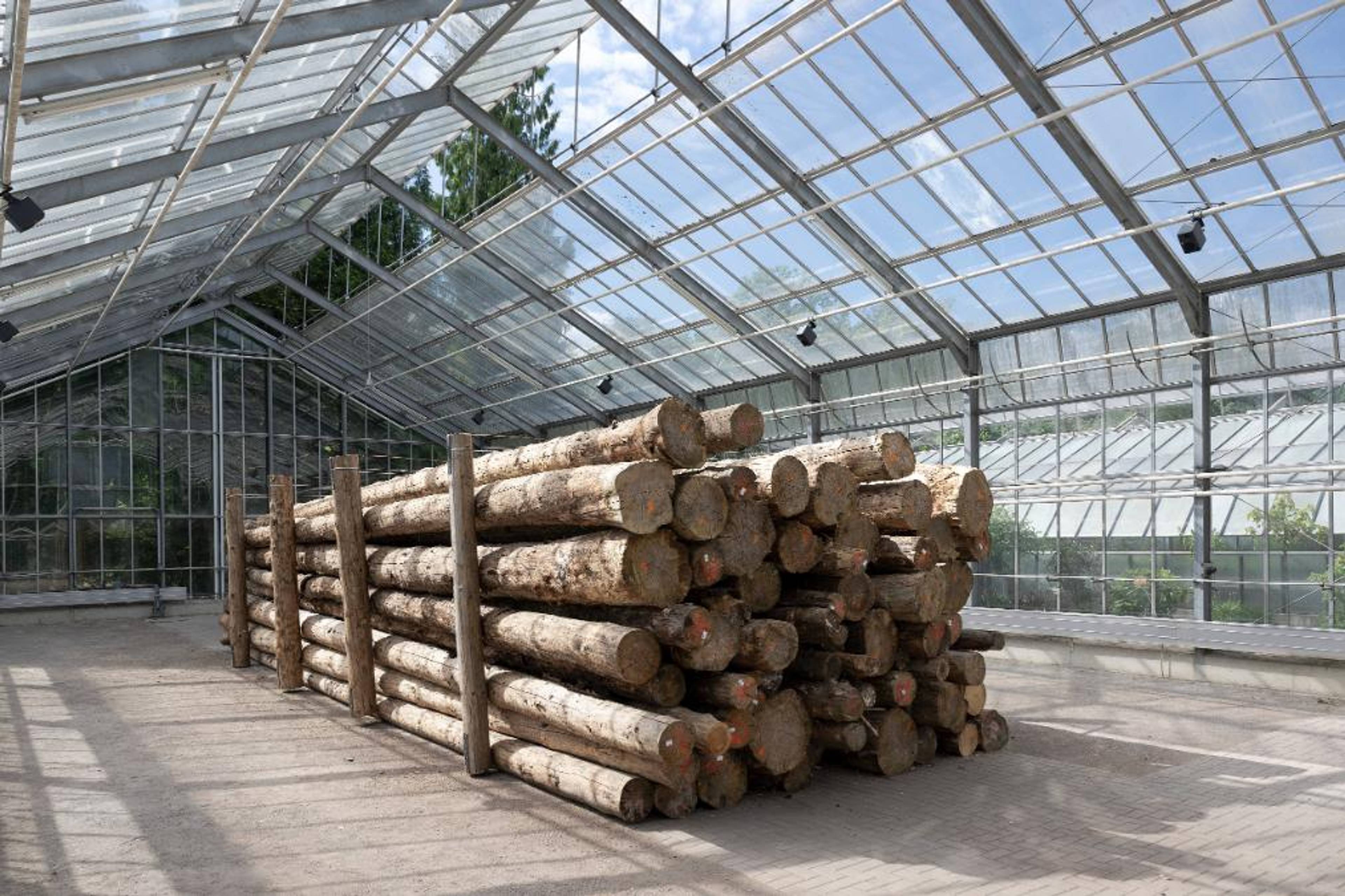 Más Arte Más Acción (MAMA),  Whispers of the Bark Beetles , 2022. Installation view, documenta 15, 2022. Photo: Nils Klinger