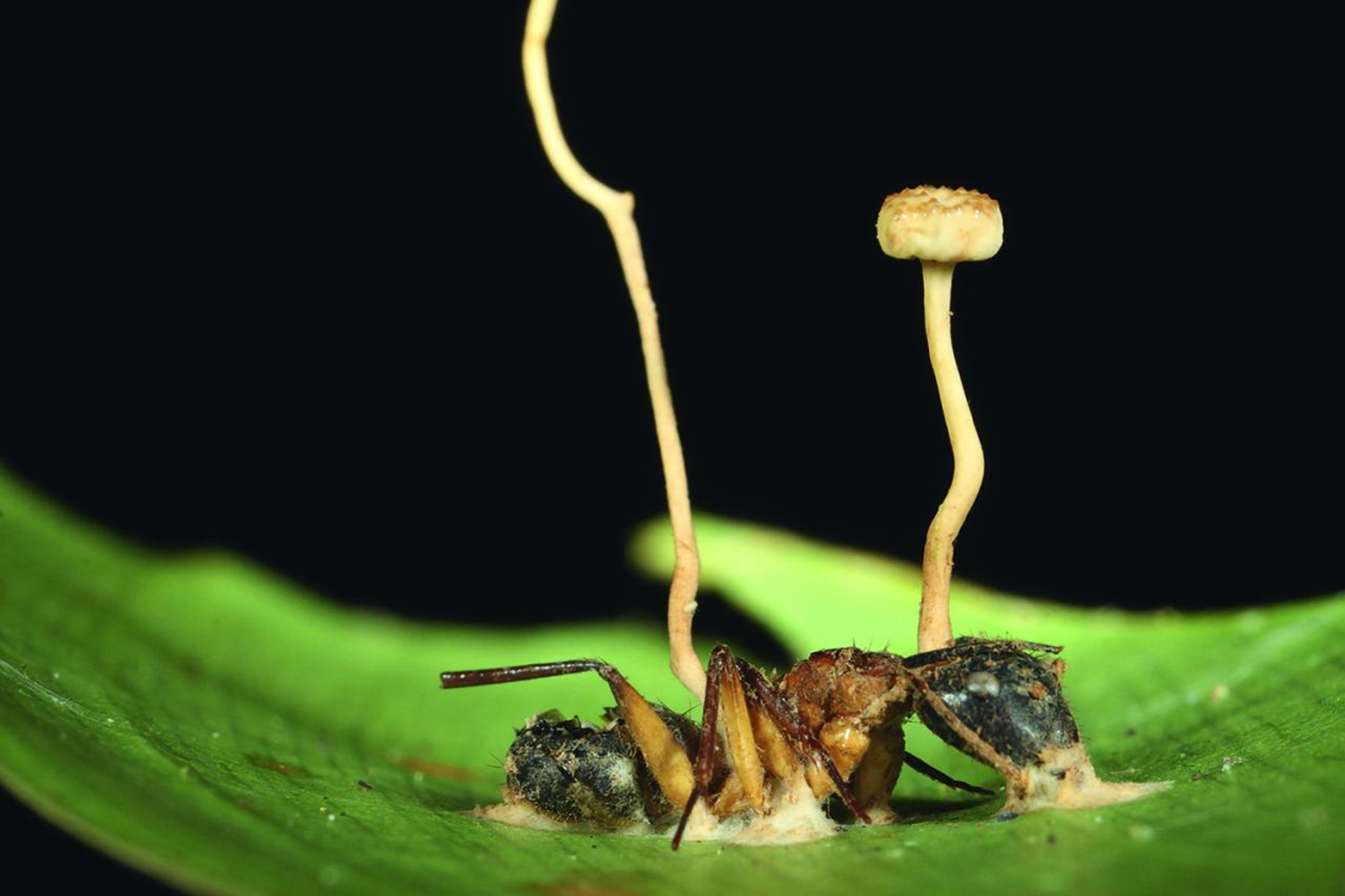 Some fungi infect insects and puppet their behaviour, overriding their instincts and forcing them to climb up high. The fungus then grows through the insect&rsquo;s body and a fruiting body sprouts out of the insect from which spores rain down on unfortunate insects passing below. This image shows a carpenter ant infected with Ophiocordyceps lloydii. Two fungal fruiting bodies sprout from the body of the ant. Sample collected in the Brazilian Amazon.
