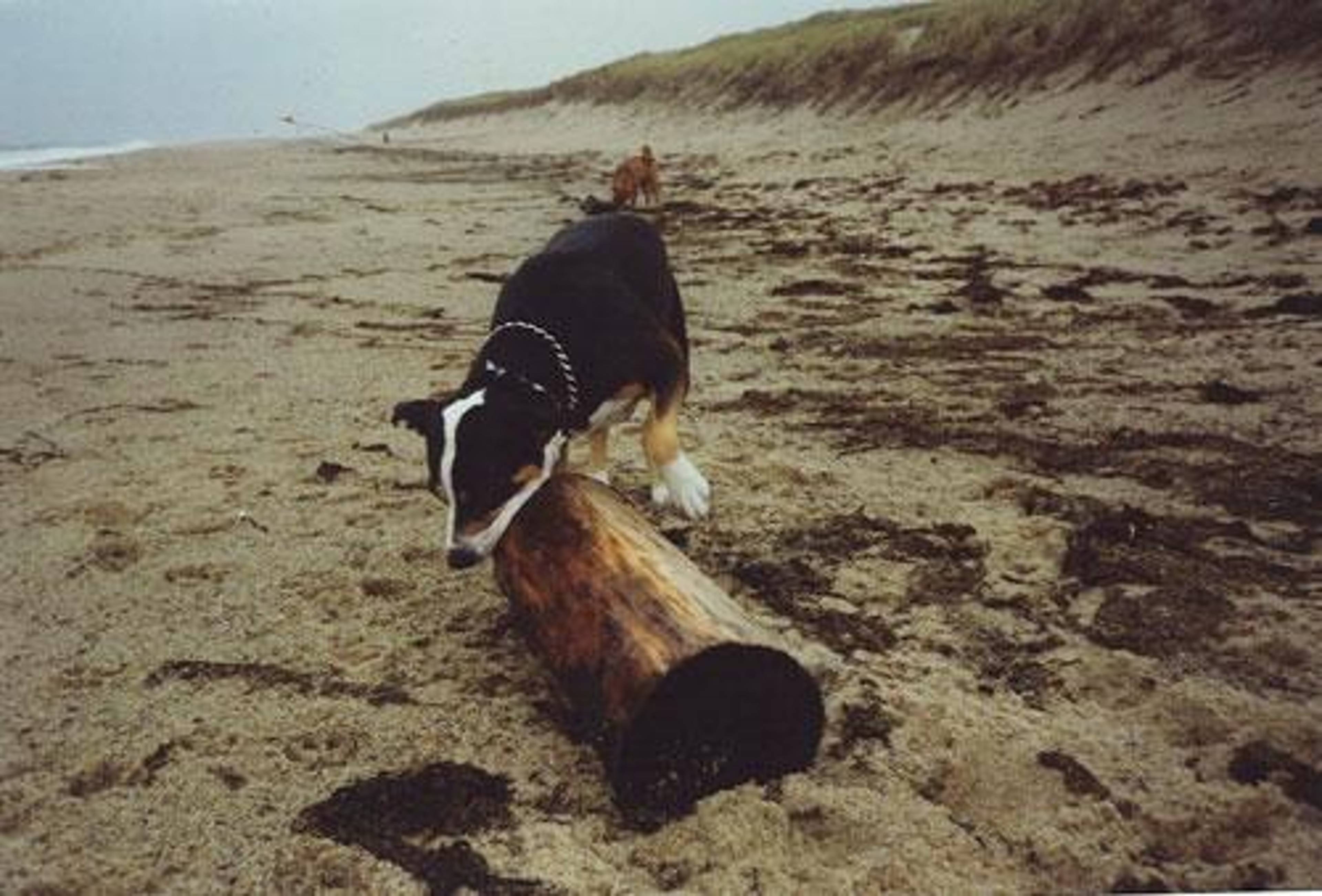 Rosie at Rockaway Beach