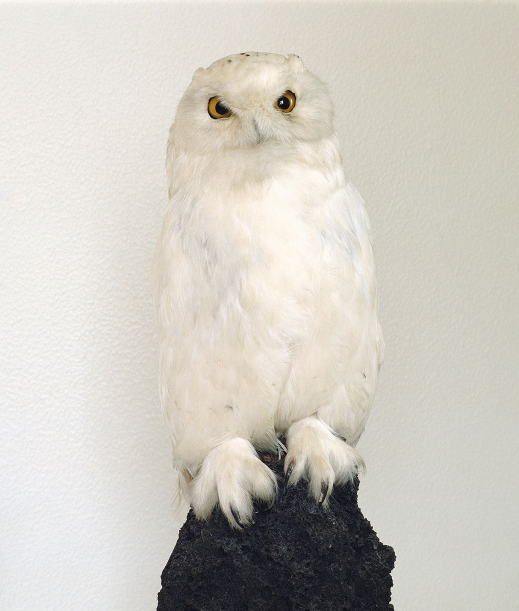 Roni Horn, Dead Owl, 1997