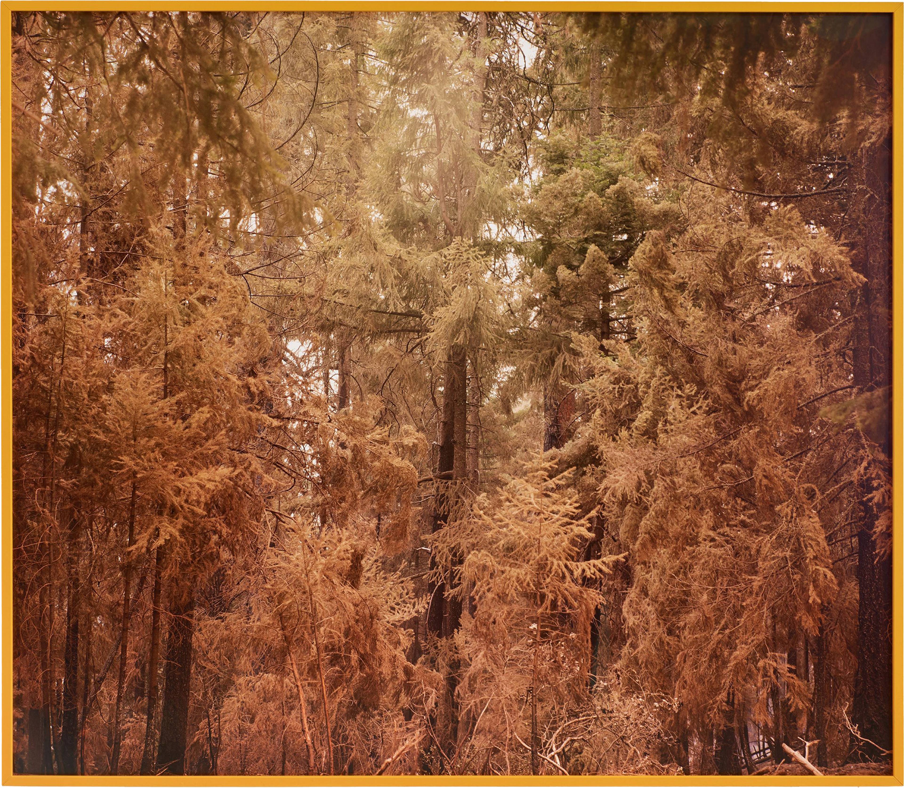 Fire with Fire (Yellow Carr), 2019