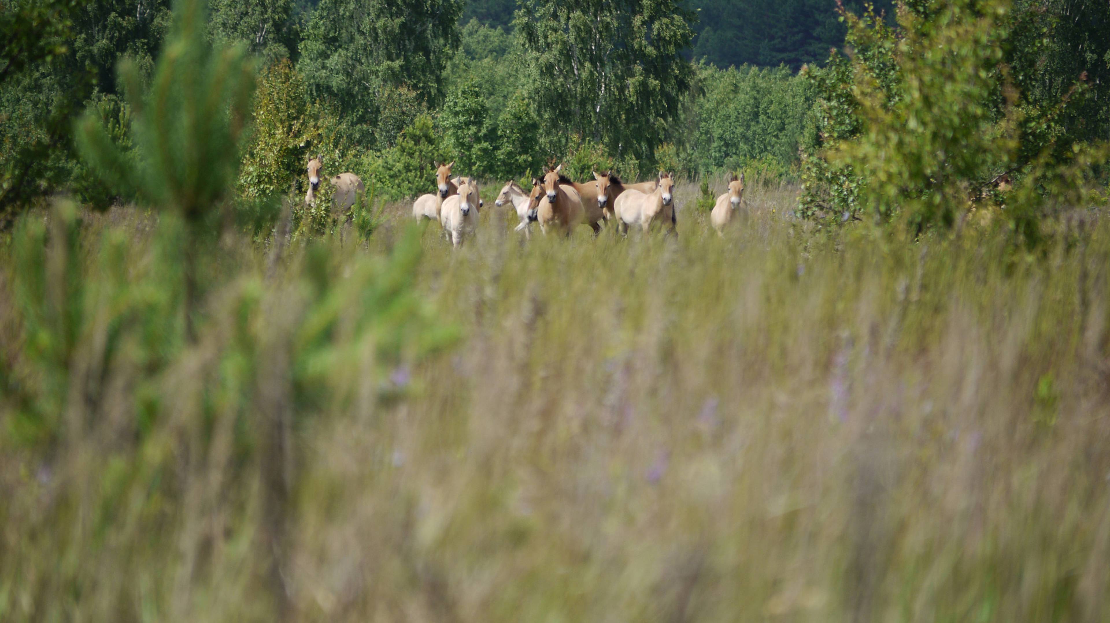 Still from Chernobyl Safari, 2014/21, video