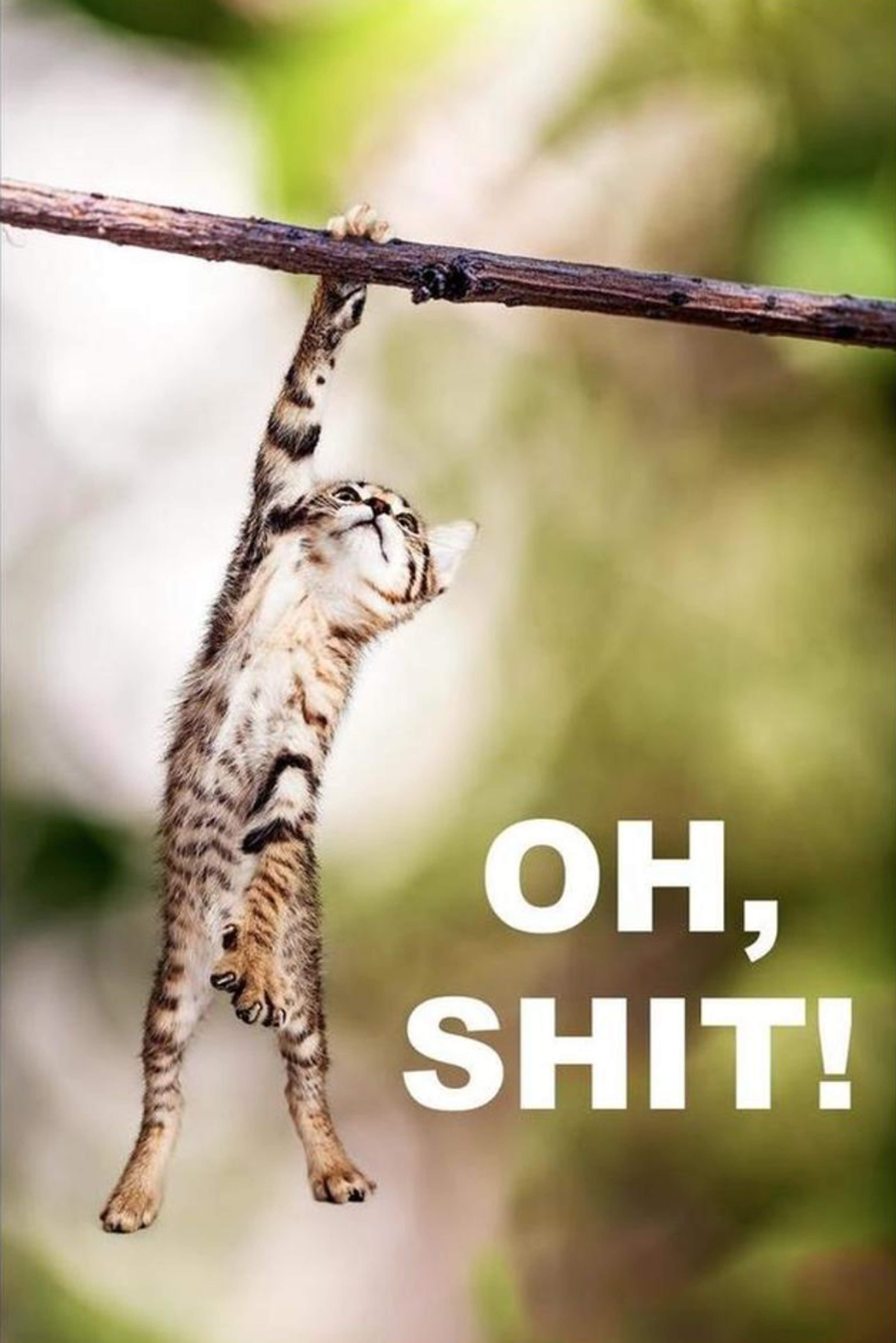 Stock photo of kitten hanging from a tree branch