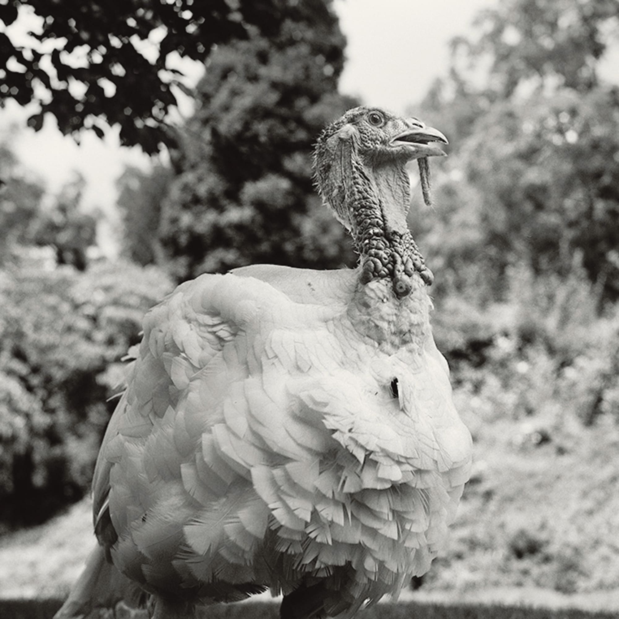 peter_hujar_white-turkey_pennsylvania_1985