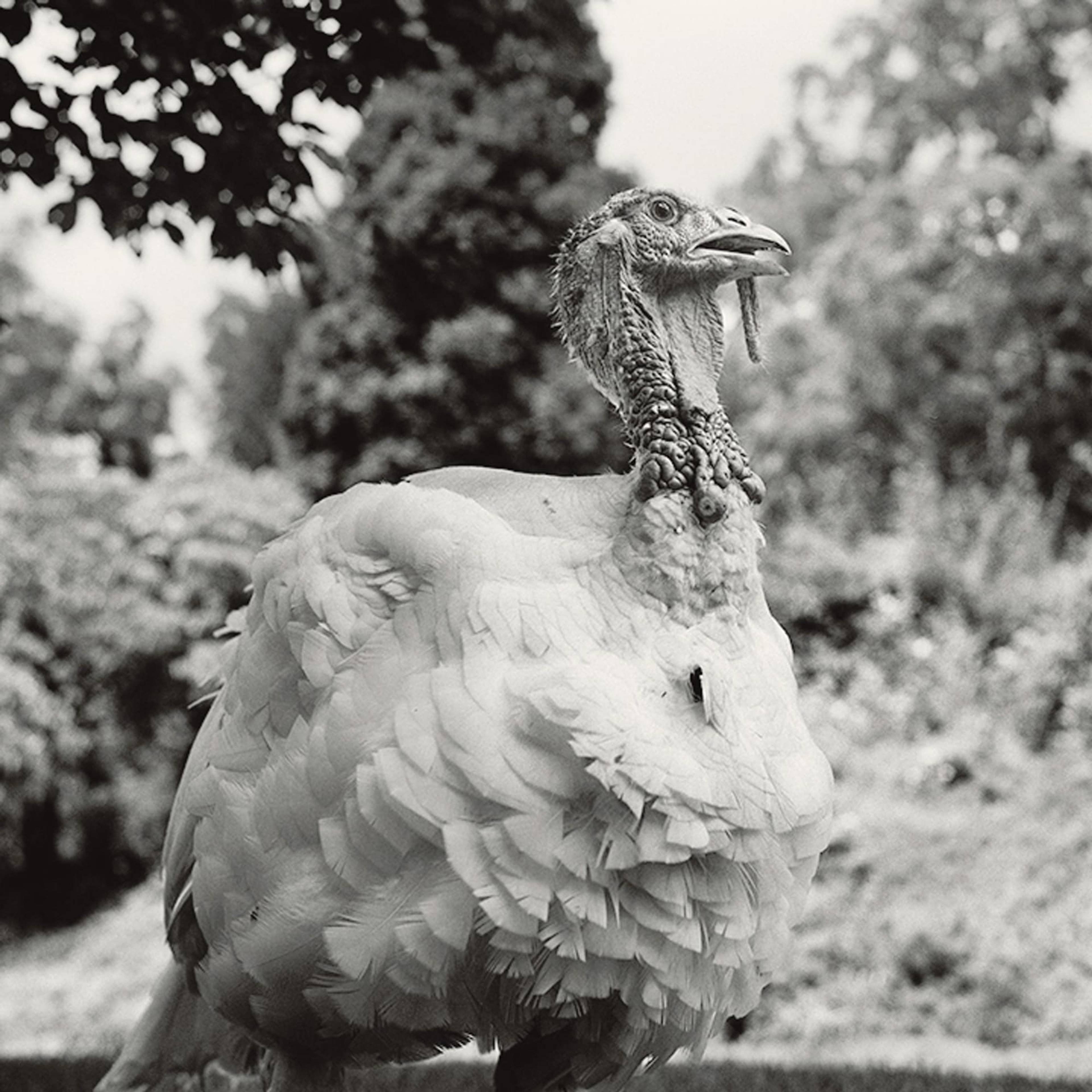 peter_hujar_white-turkey_pennsylvania_1985