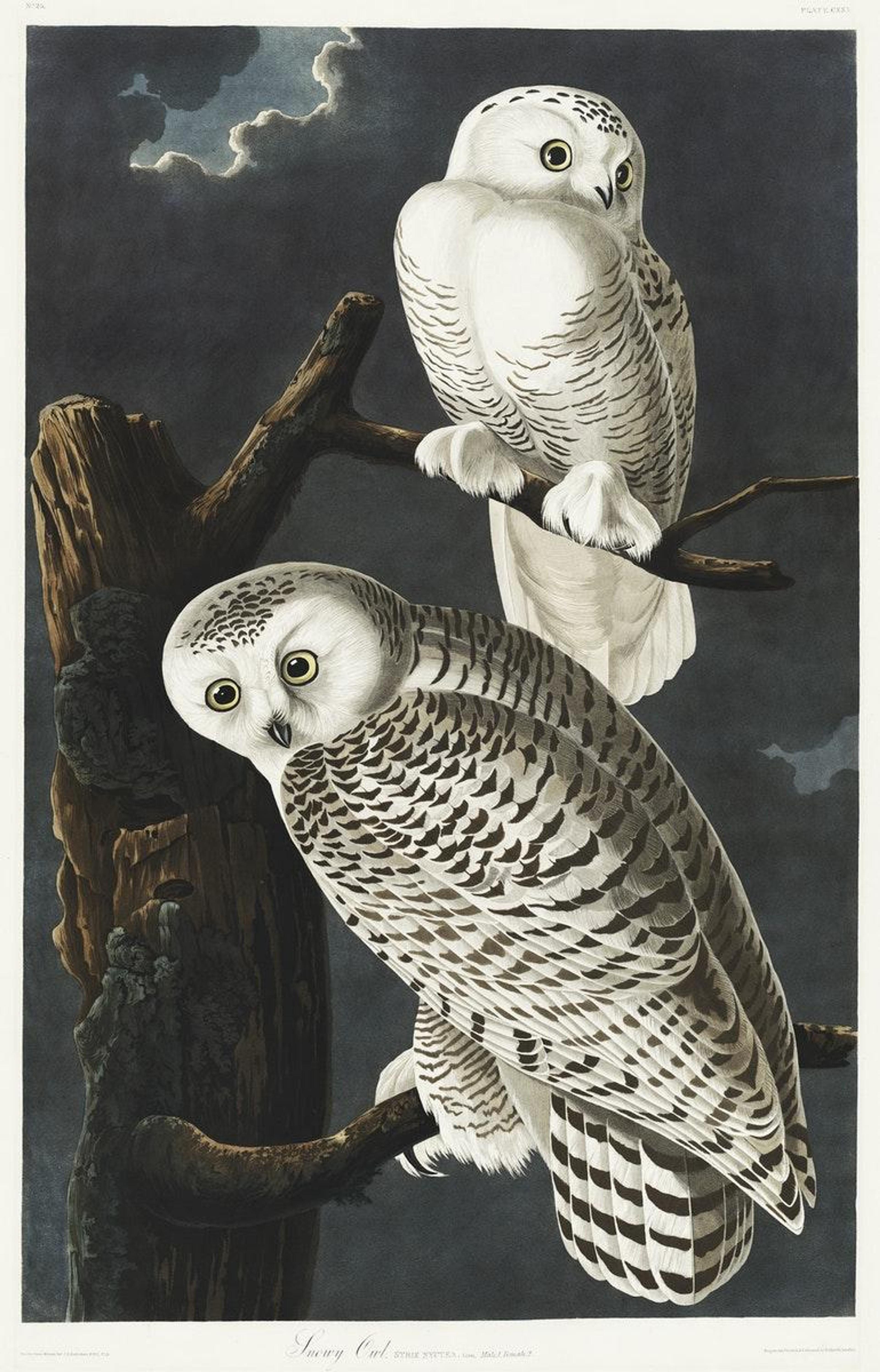 John James Audubon, Snowy Owl from Birds of America, 1827, etched by William Home Lizars