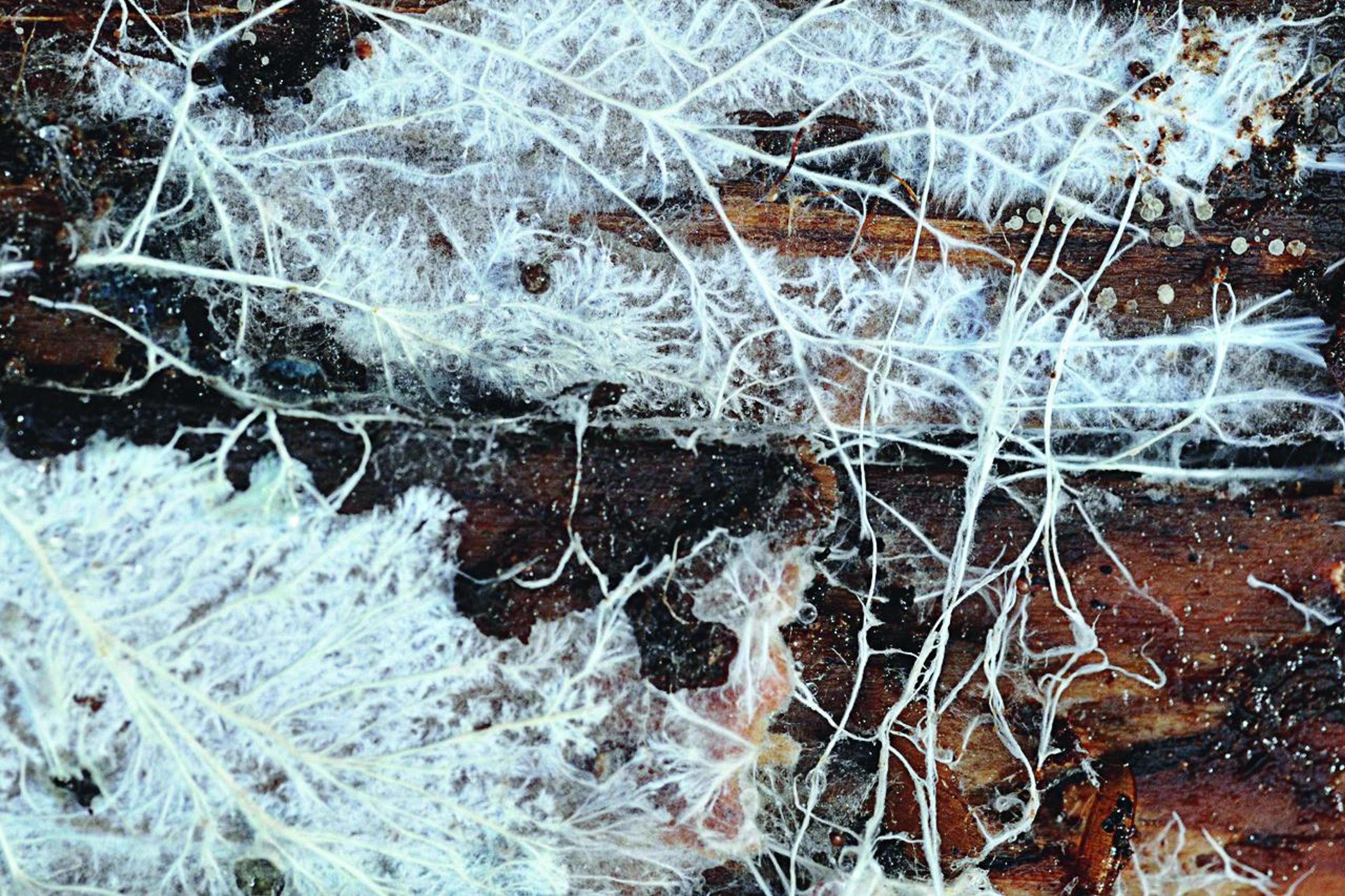Most fungi live their lives as dynamic networks known as mycelium. This image shows the mycelium of a wood-rotting fungus exploring and consuming a log.