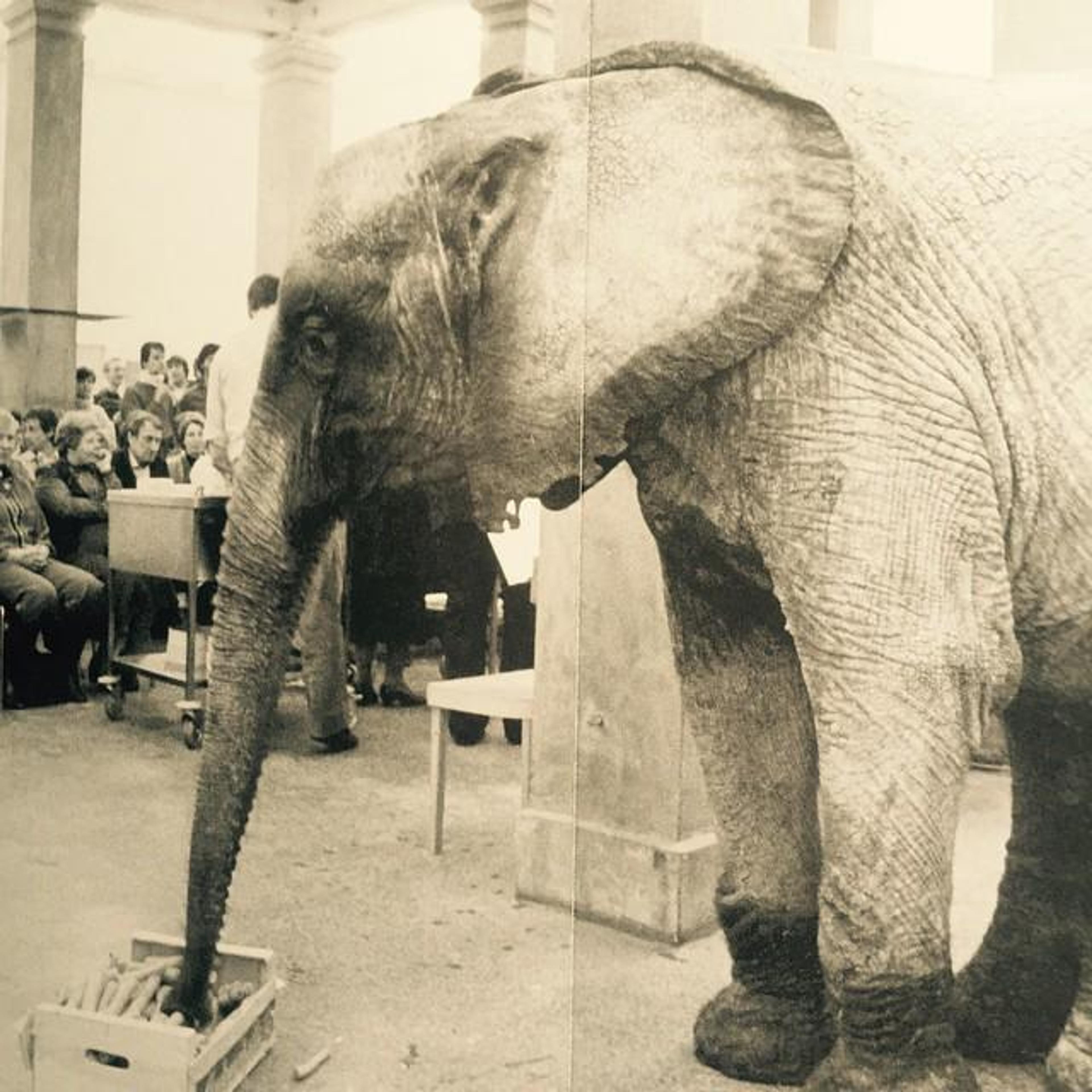&ldquo;We are of one kind&rdquo;, Concert at the Städelschule, Frankfurt, 1981 The public, people, and animals were listening to the same music and in the interval received the same snack: carrots, steamed in butter for the people, fresh for the elephant and his friends.