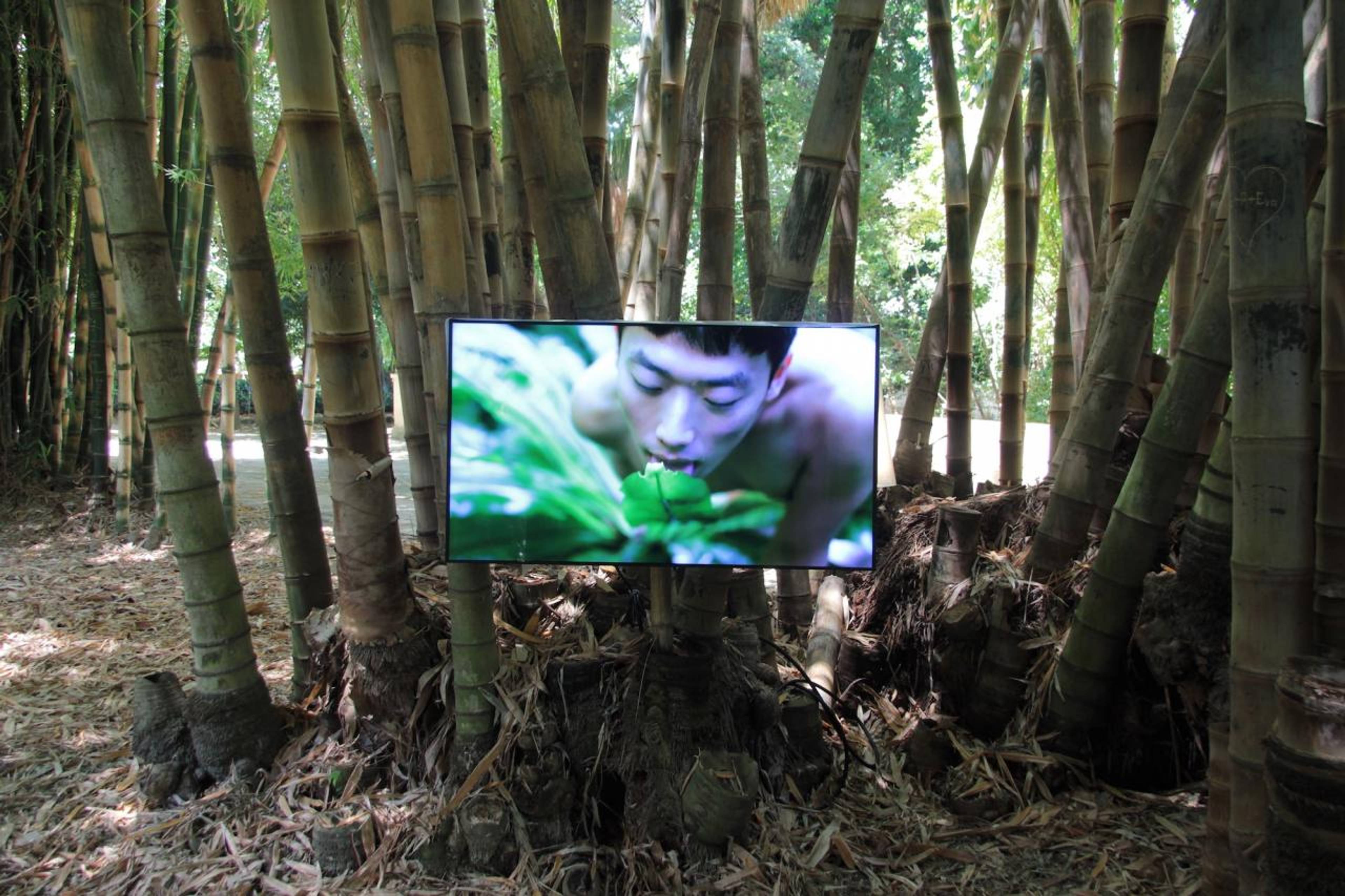 Zheng Bo, Pteridophilia, 2016 &ndash; Video, 37&lsquo;, installation view, Botanical Garden, Palermo