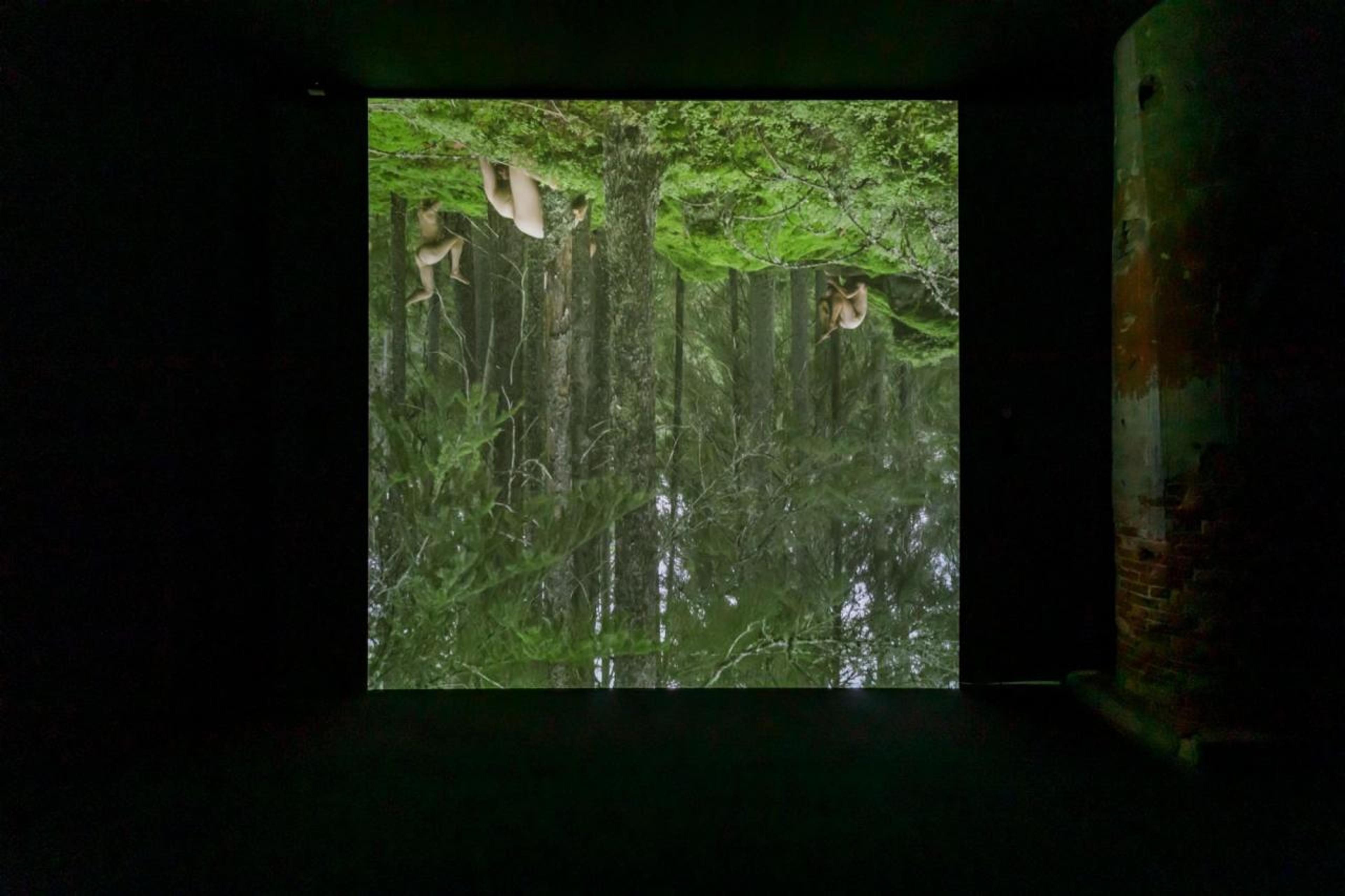 Zheng Bo, Le Sacre du printemps (Tandvarkstallen) , 2021, 4K digital video, colour, sound 16:17 min.