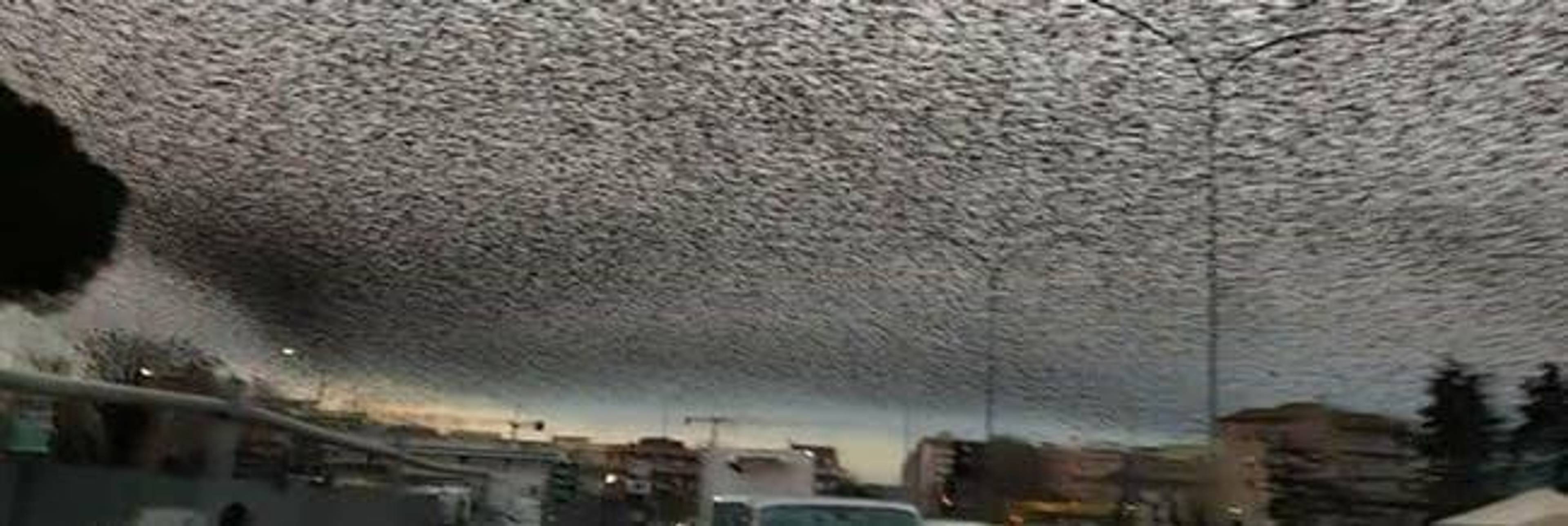 Starlings migrating over Rome
