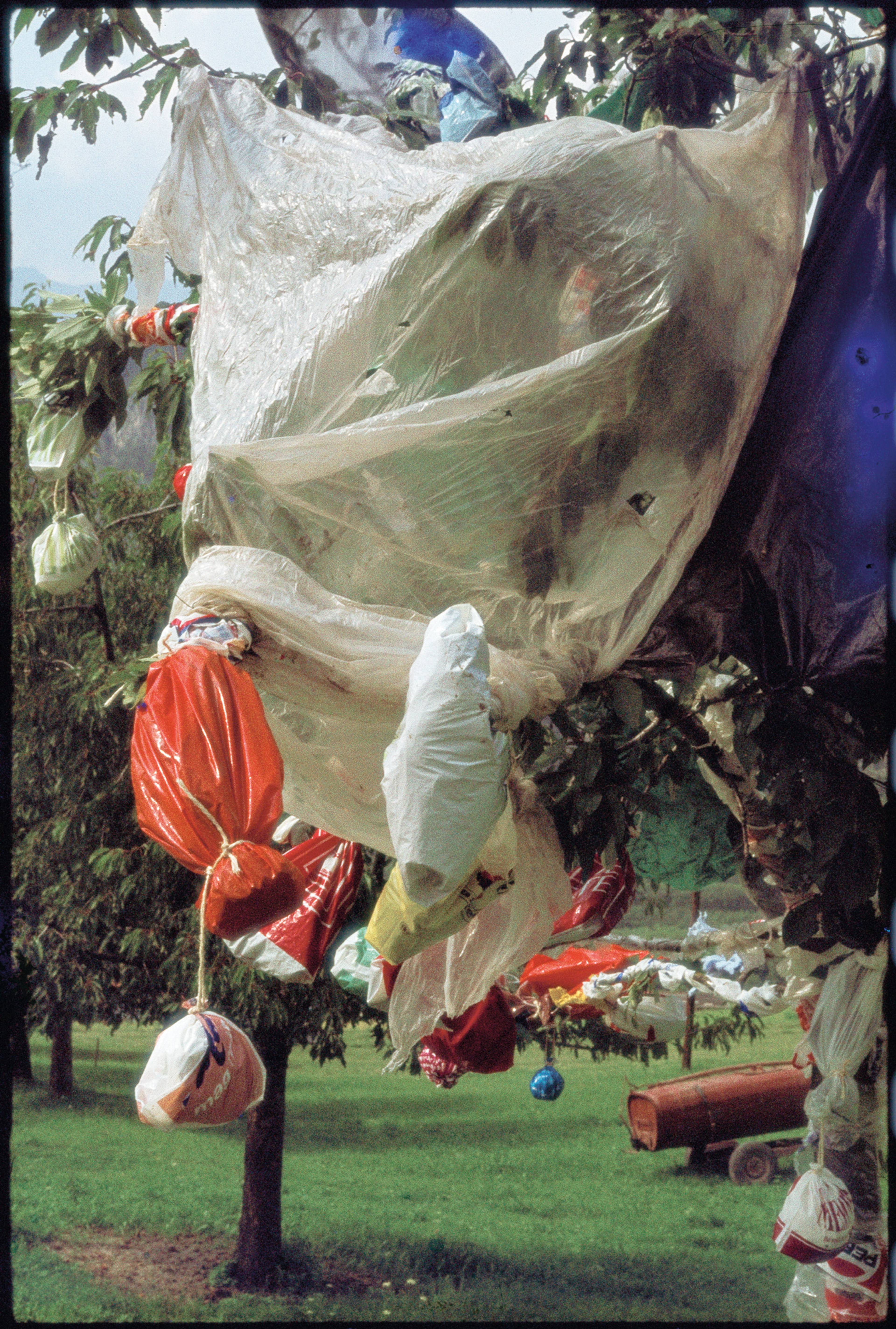 Lois Weinberger, Tree Celebration, 1977