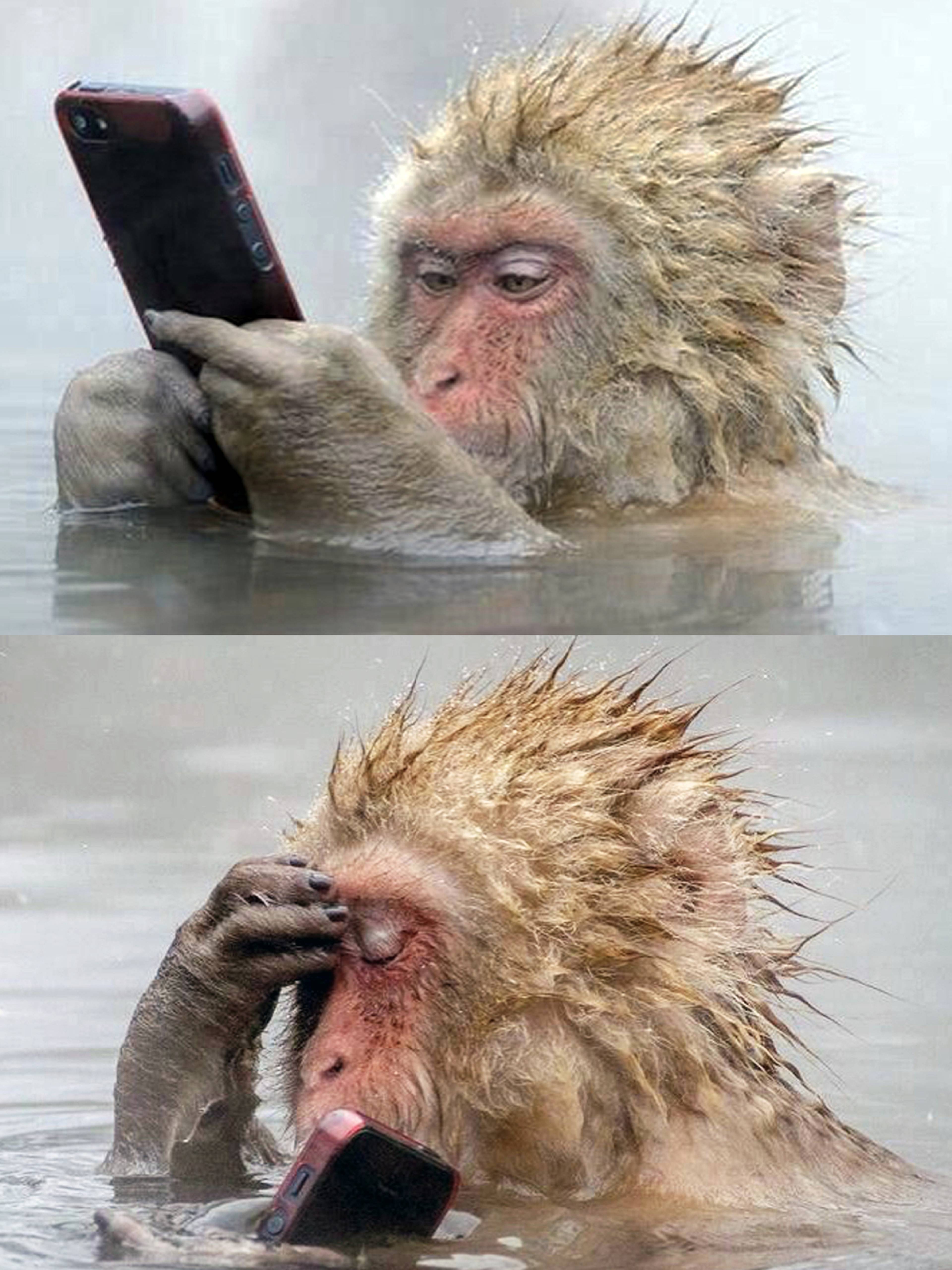 Snow monkey with iPhone in Jigokudani, Japan