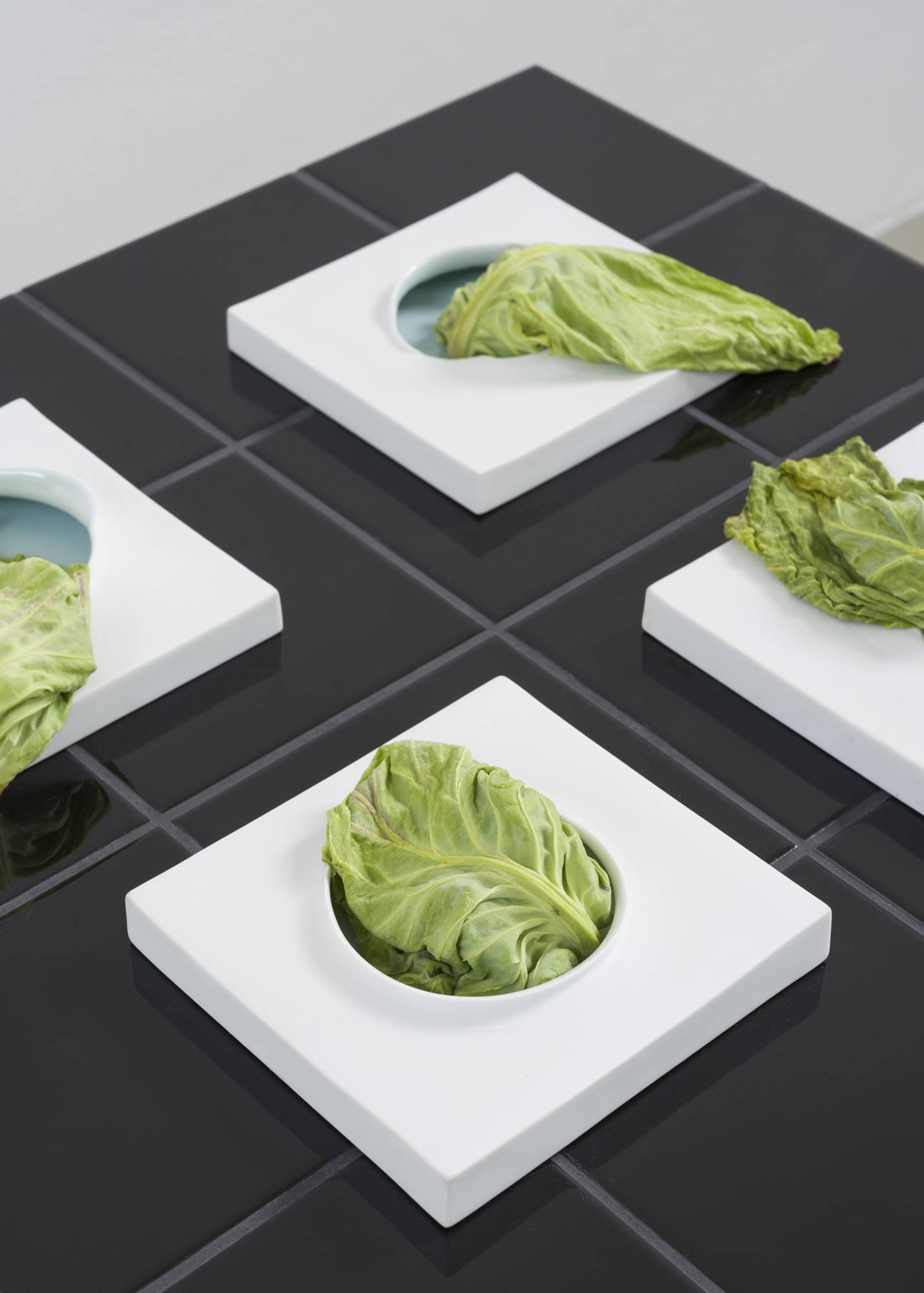 Kosen Ohtsubo, 変貌するキャベツ / Transforming Cabbage, 2025