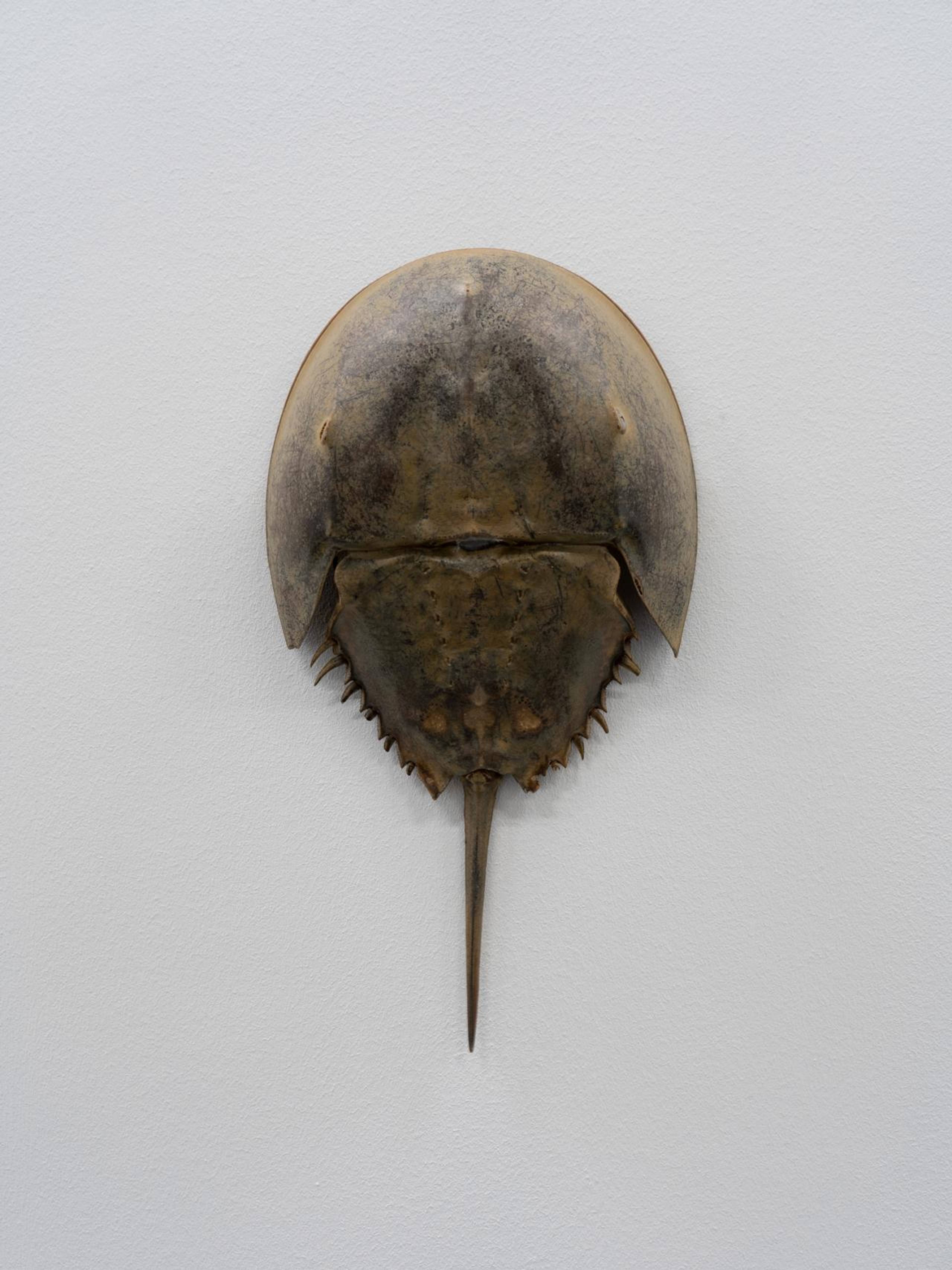 Will Benedict and Puppies Puppies (Jade Guanaro Kuriki-Olivo), Horseshoe Clock , 2022, horseshoe crab, arduino, servo moteur, 28 x 53 cm. Courtesy: the artists and the Centre d’Art Contemporain Genève. Photo: Julien Girard