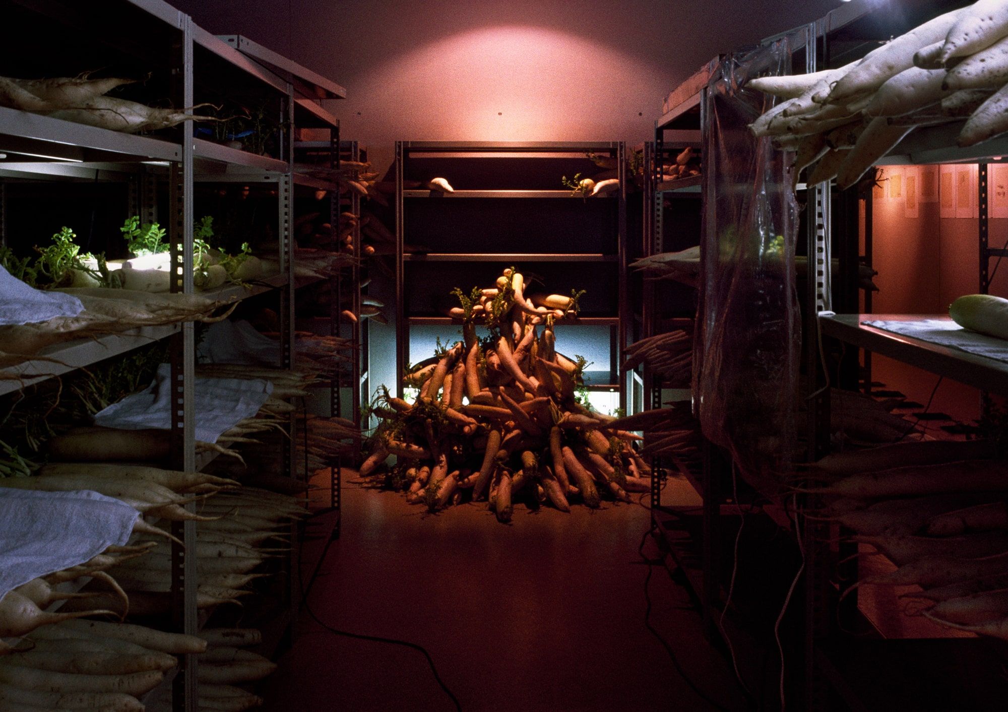 Kosen Ohtsubo, Radish Death-Cotheque, 1994