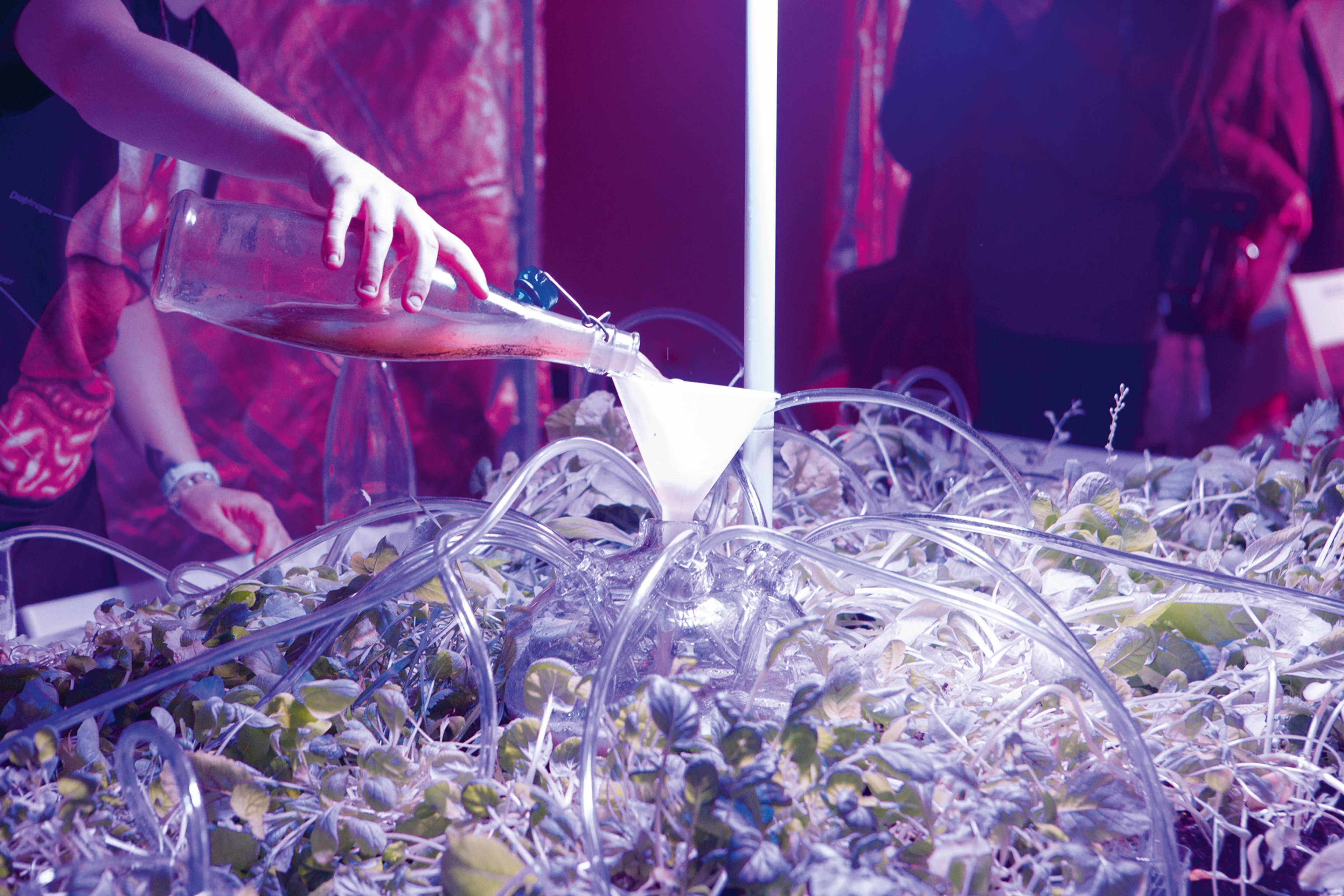 “Chlorophyll soursop kombucha served from communal glass carmat heart with labyrinth straws”