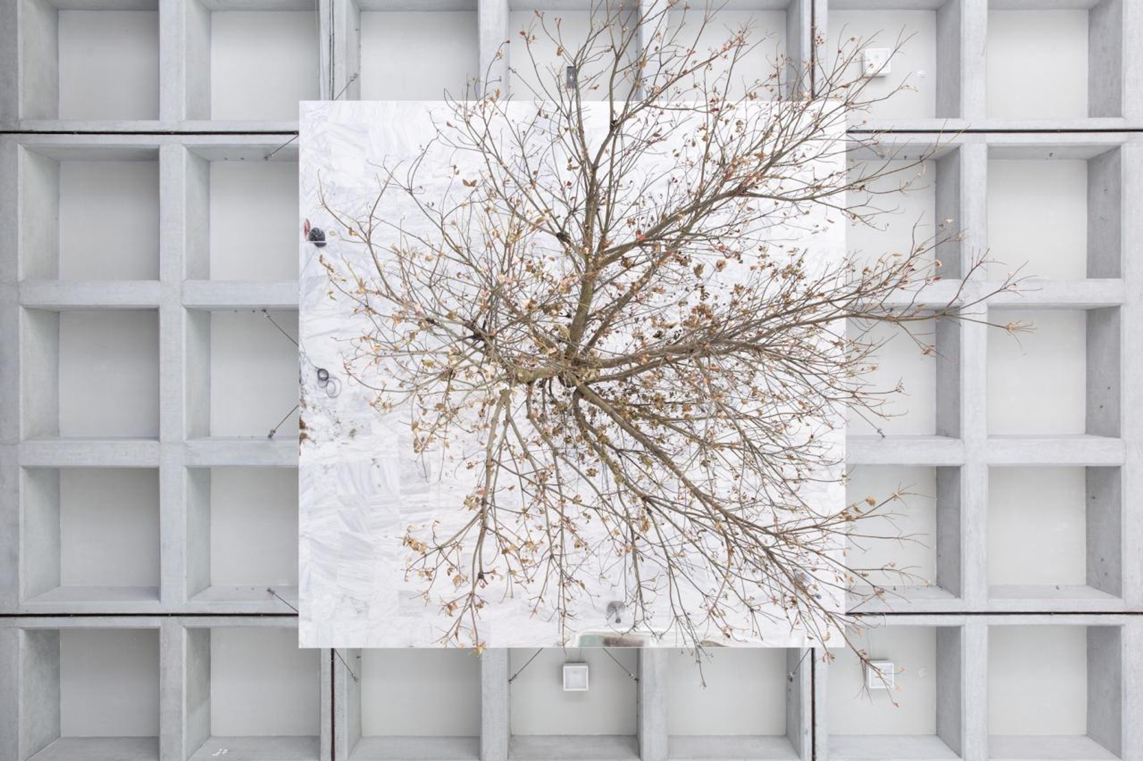 Henrik HÅKANSSON Inverted Tree (Reflected)  (2018)