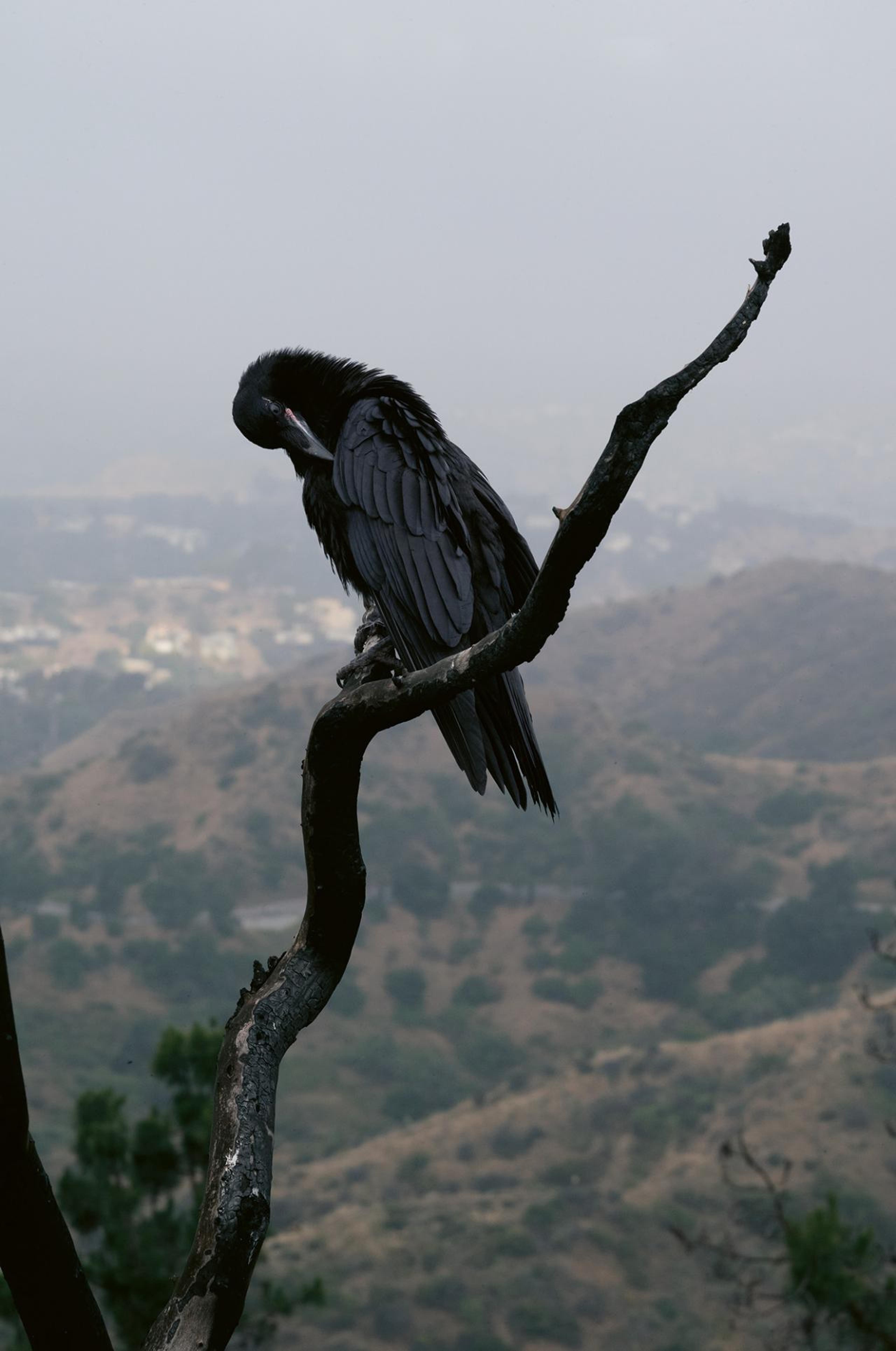 Lynchian Raven in June Gloom, Los Angeles, 2019