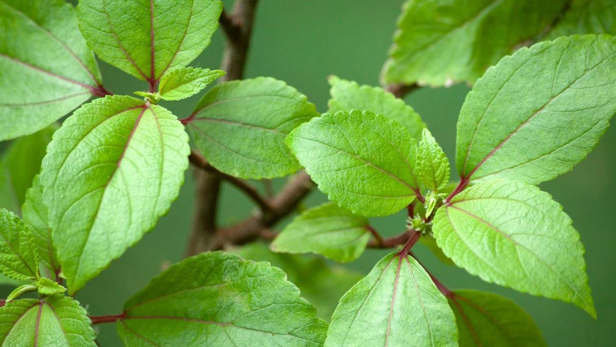 What Is Mamaki Tea? Discover This Hawaiian Herbal Drink at Aloha Salads