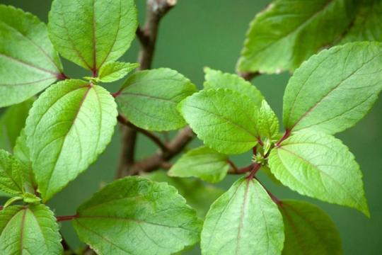 What Is Mamaki Tea? Discover This Hawaiian Herbal Drink at Aloha Salads