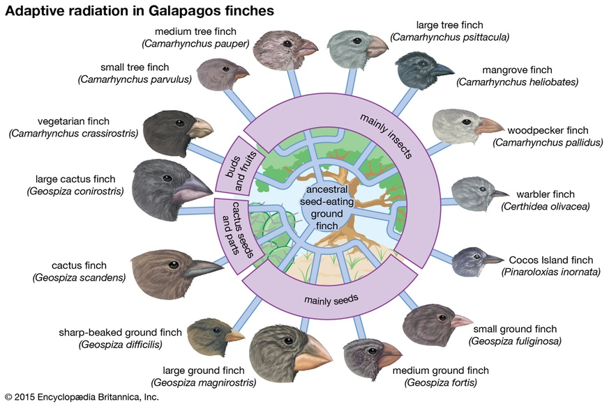 Evolusjonen hos Galapagos finkene er stor avhengig av habitat.