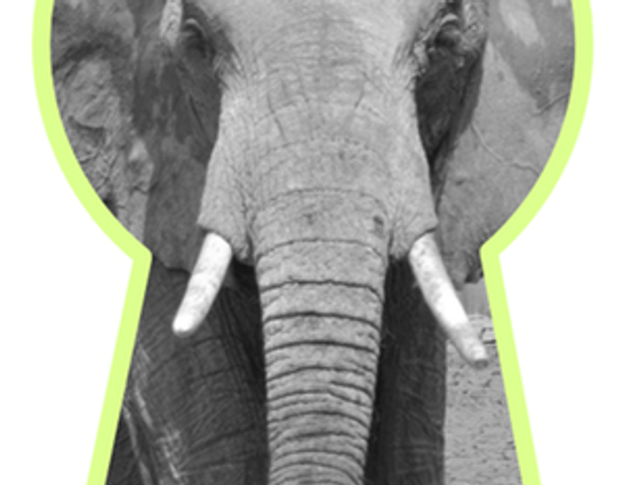 An elephant seen through a key whole