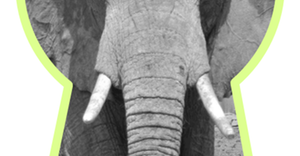 An elephant seen through a key whole