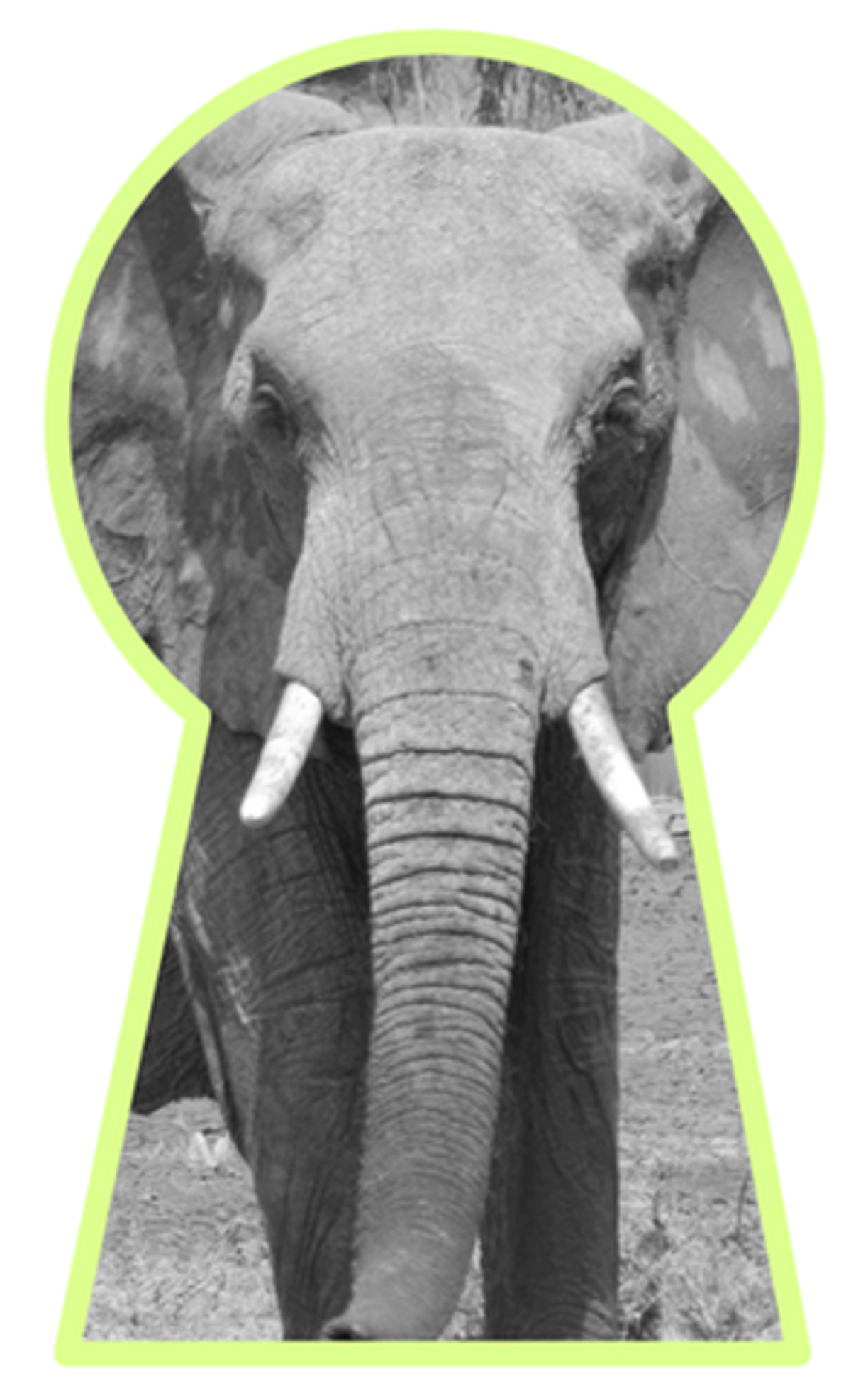 An elephant seen through a key whole