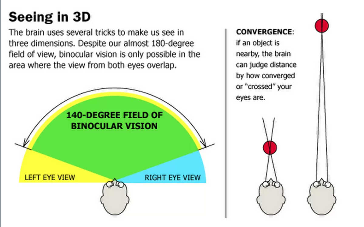 Hjernen bruker triks for å se tredimensjonalt og dømme avstand til et objekt.