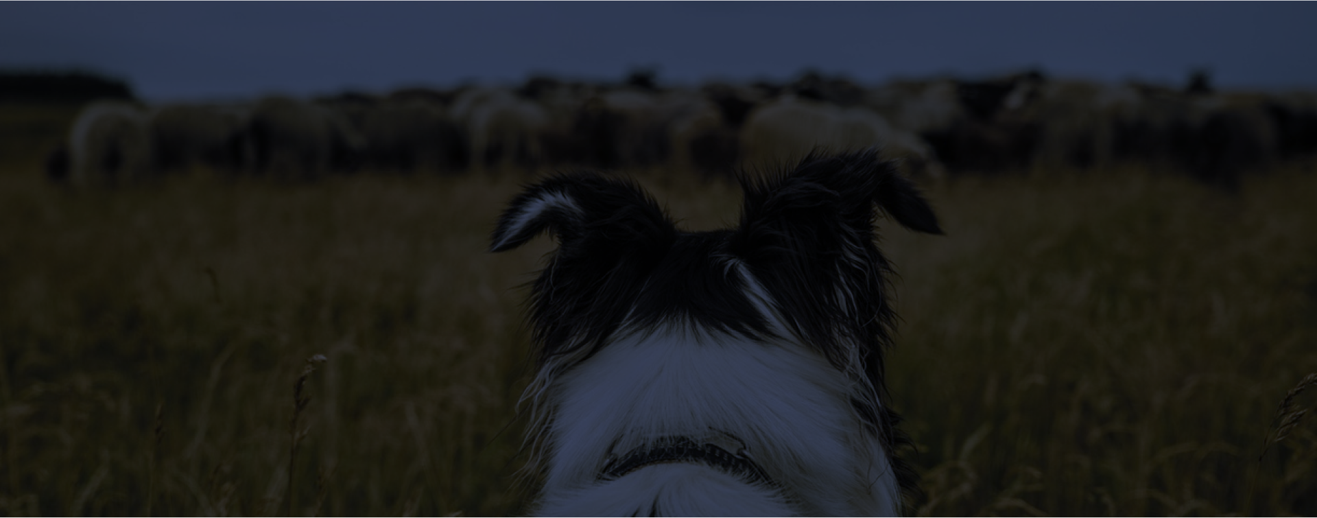 En gjeterhund foran en saueflokk.