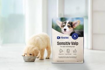 En gullig valp som äter hundmaten Sensitiv Valp från FirstVet