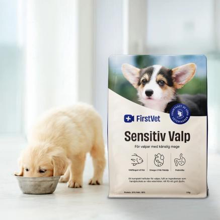 En gullig valp som äter hundmaten Sensitiv Valp från FirstVet