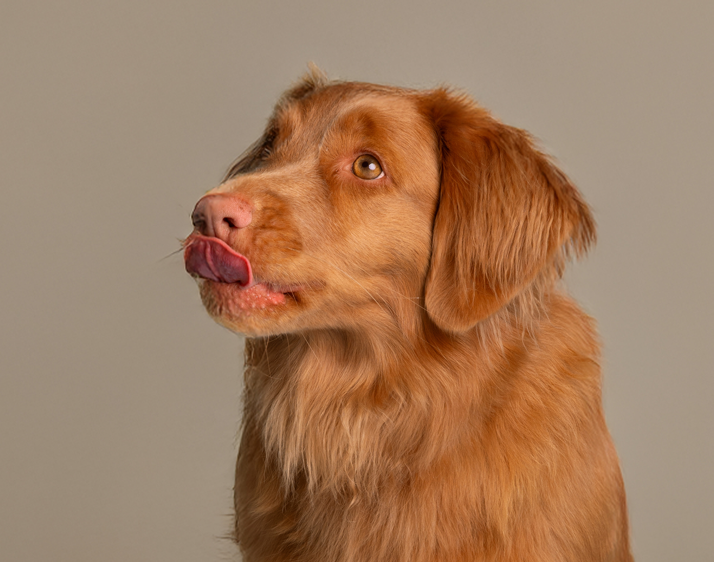 Bilden visar en ljusbrun hund