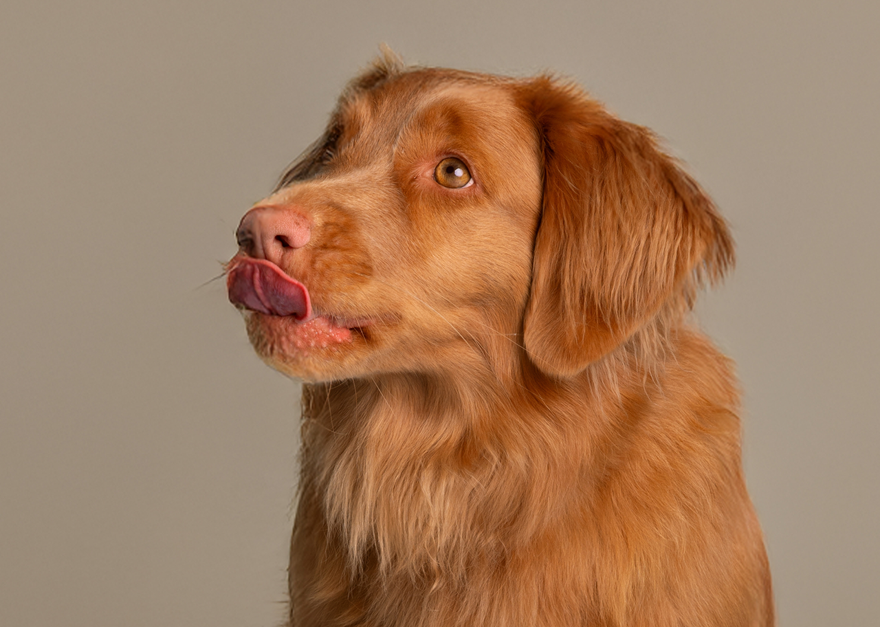 Bilden visar en ljusbrun hund