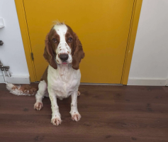 Hunden Pipp