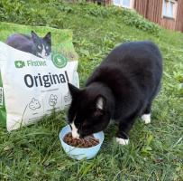 Utekatten Lakrits äter FirstVet Original Lamm 