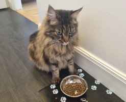 Katten Signe