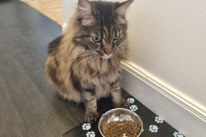 Katten Signe