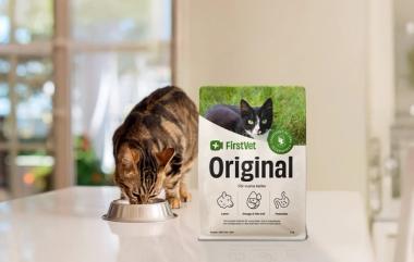 Gullig katt som äter FirstVet Original Lamm
