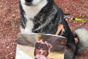 Jämthunden Fjälla sitter bakom foderpåsen Aktiv från FirstVet