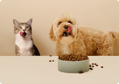 En hund och en katt som slickar sig runt munnen. 