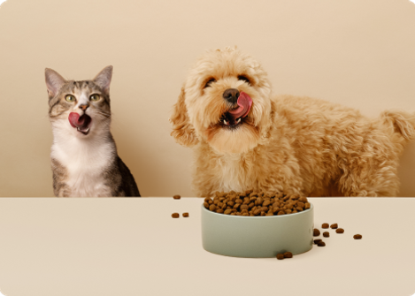 En hund och en katt som slickar sig runt munnen.